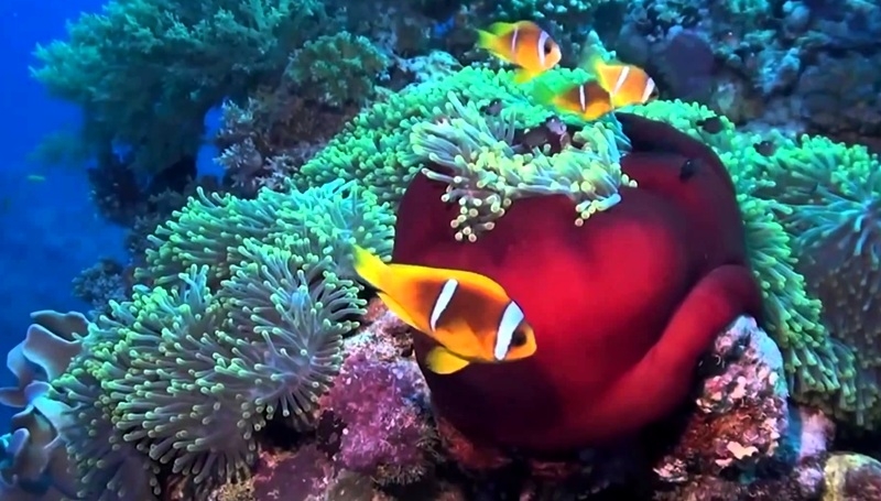 Tiran Island Snorkeling