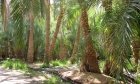 Farafra Oasis