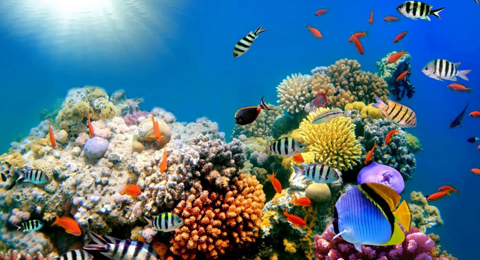 Red Sea red sea