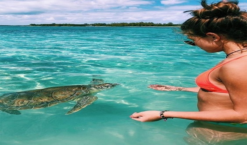 Snorkeling Tours in El Gouna