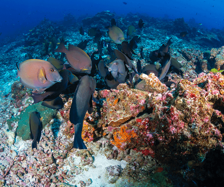red sea red sea