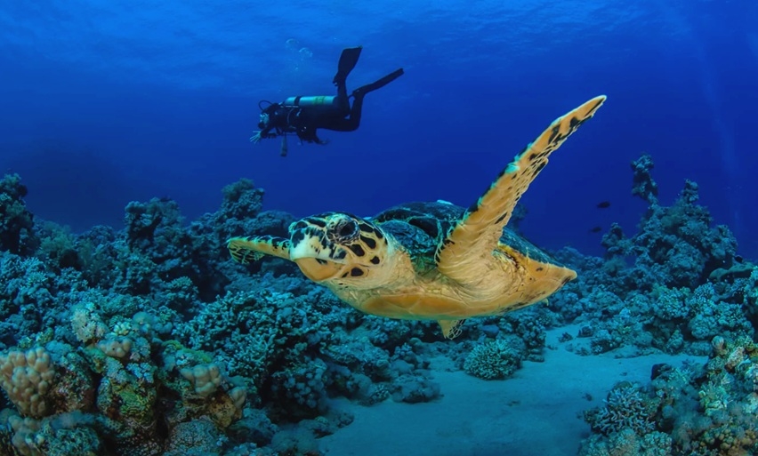 Sharm El Sheikh