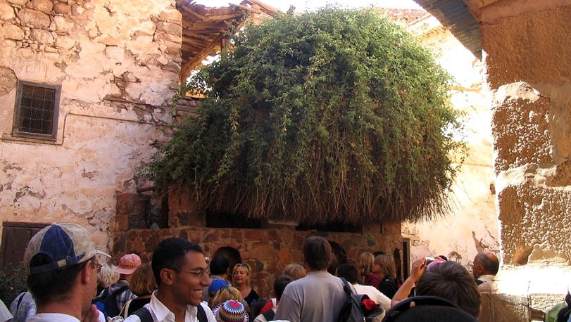 Burning Bush