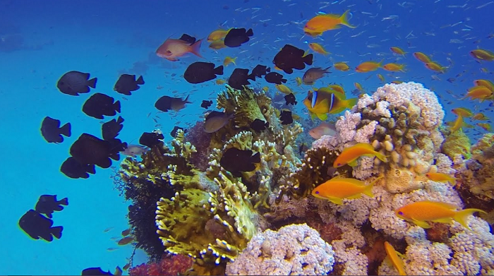 Hurghada Tours Hurghada Tours